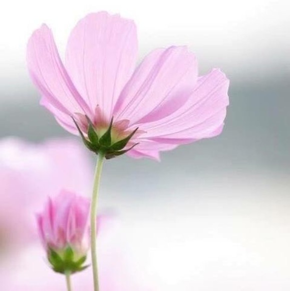 Meet your Posher, Michele - Picture 1 of 1